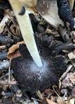 Perlhuhn-Tintling, Foto 12