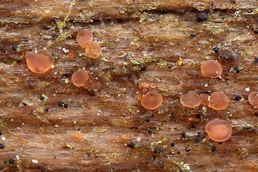Blassorangefarbenes Knopfbecherchen, Foto 2