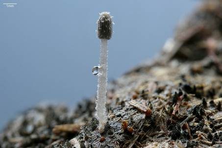Pferdemist-Tintling, Foto 3