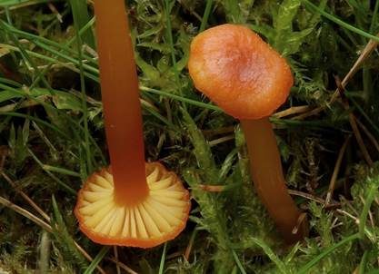 Pfifferlingsähnlicher Saftling, Foto 4