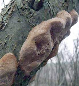 Pflaumen-Feuerschwamm, Foto 2