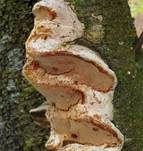 Pflaumen-Feuerschwamm, Foto 13