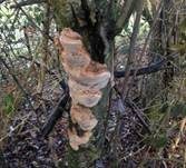 Pflaumen-Feuerschwamm, Foto 28
