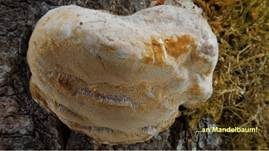 Pflaumen-Feuerschwamm, Foto 30