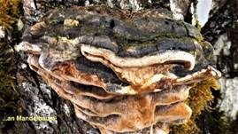 Pflaumen-Feuerschwamm, Foto 31