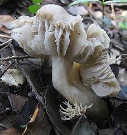 Blassrandiger Saftling, Foto 2