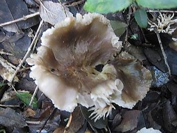 Blassrandiger Saftling, Foto 4