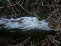 Pfriemzystiden-Lyozystidenrindenpilz, Foto 9