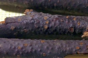 Pilzliche Schaderreger: Massaria Kugelpustelpilz, Foto 1