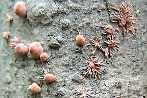 Pilzspinne, Foto 1
