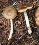 Blassstieliger Dachpilz, Foto 7