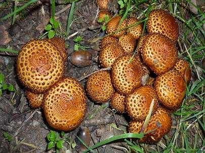 Pinselschüppling, Foto 2