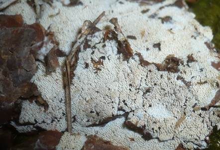 Plattzähniger Zähnchenrindenpilz, Foto 2