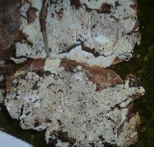 Plattzähniger Zähnchenrindenpilz, Foto 4