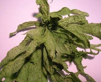 Blatt-Astflechte, Foto 4