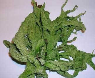 Blatt-Astflechte, Foto 6