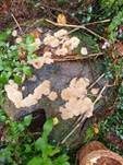 Polsterpilz, Foto 37