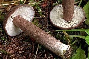 Porphyrbrauner Rötling, Foto 1