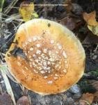 Prächtiger Klumpfuß, Foto 17