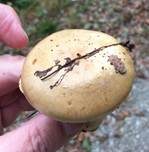 Prächtiger Klumpfuß, Foto 20