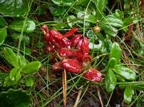 Preiselbeer-Nacktbasidies, Foto 6