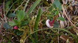 Preiselbeer-Nacktbasidies, Foto 8