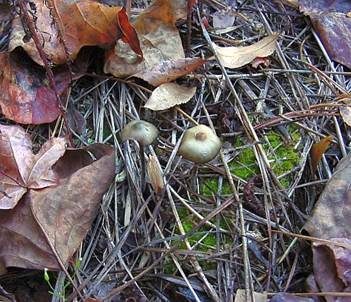 Psilocybin-Trüffel, Foto 3