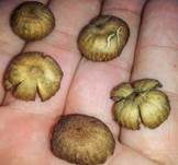 Psilocybin-Trüffel, Foto 14