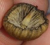 Psilocybin-Trüffel, Foto 11