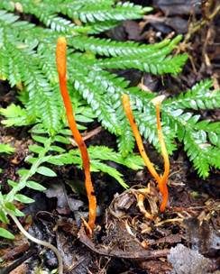 Puppenkernkeule, Foto 5