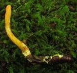 Puppenkernkeule, Foto 7