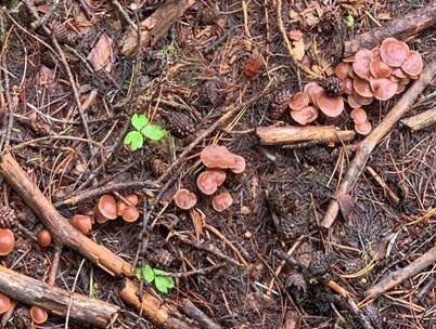 Purpurbrauner Blasssporrübling, Foto 4
