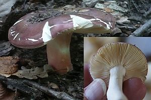 Purpurbrauner Ledertäubling, Foto 1