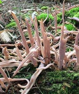 Purpurfarbige Keule, Foto 4