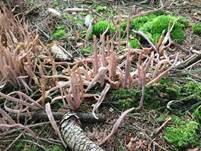 Purpurfarbige Keule, Foto 7