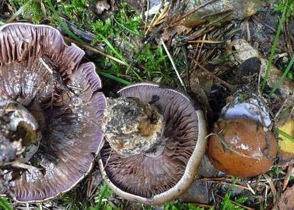 Purpurfleckender Klumpfuß, Foto 3