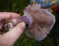 Purpurfleckender Klumpfuß, Foto 14