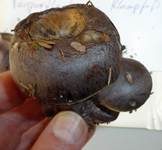 Purpurfleckender Klumpfuß, Foto 17