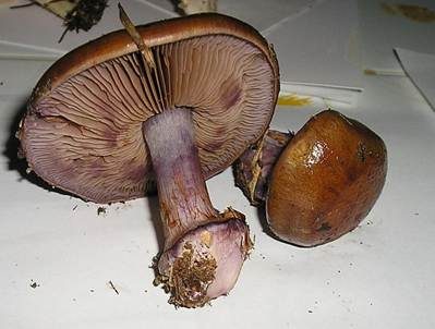 Purpurfleckender Klumpfuß, Foto 4
