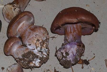 Purpurfleckender Klumpfuß, Foto 5
