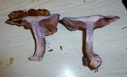 Purpurfleckender Klumpfuß, Foto 11
