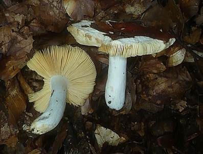 Purpurfleckiger Täubling, Foto 2
