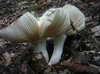 Purpurfleckiger Täubling, Foto 5