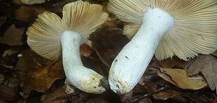 Purpurfleckiger Täubling, Foto 6