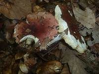 Purpurfleckiger Täubling, Foto 9