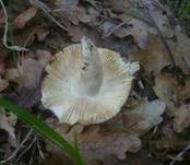 Purpurfleckiger Täubling, Foto 10