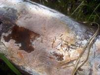 Purpurner Wachsporling, Foto 6