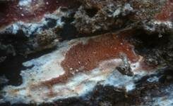 Purpurner Wachsporling, Foto 7