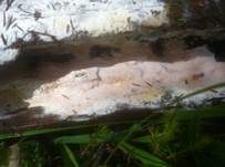 Purpurner Wachsporling, Foto 9