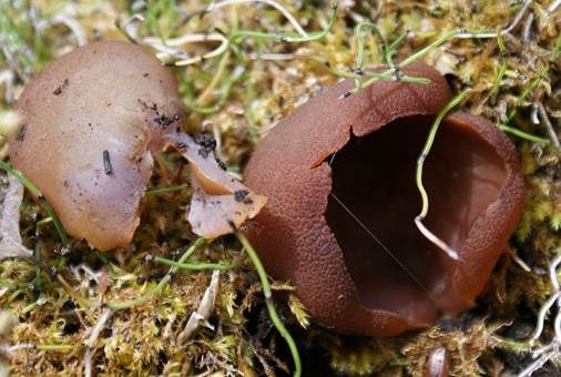 Purpurolivbrauner Becherling, Foto 4